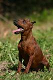 PINSCHER NAIN 076